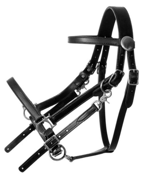 Tucker Standard Halter Bridle 114 - Image 3